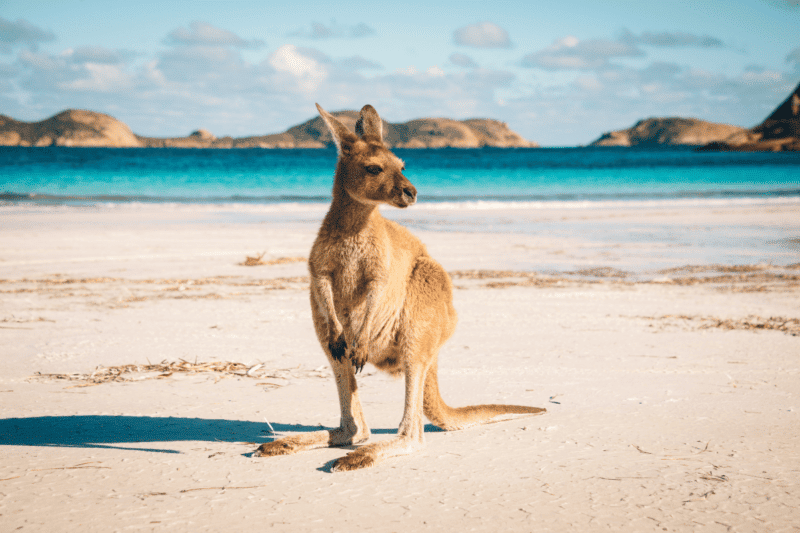 renew british passport in australia